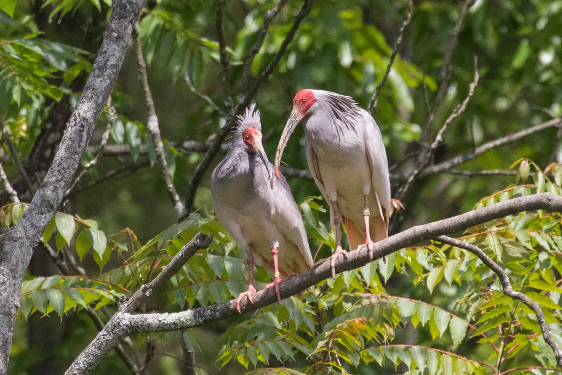 Pair of Crested Ibis, Xianyang County, Shaanxi, China