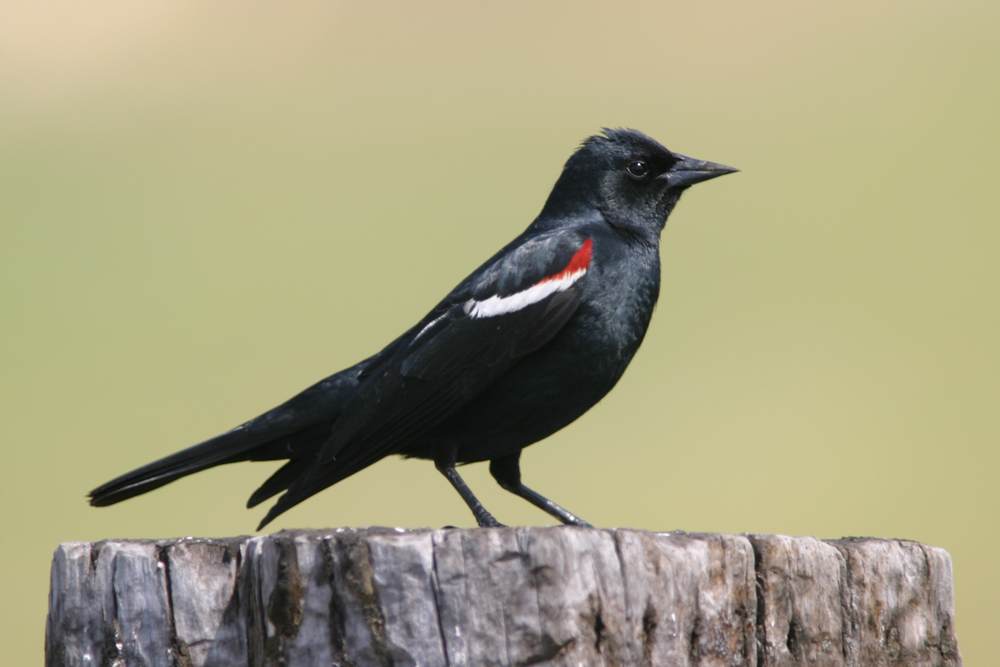 Tricolored Blackbird male