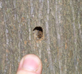 Hole of VELB in elderberry stem