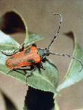 VELB male, photo Dick Arnold