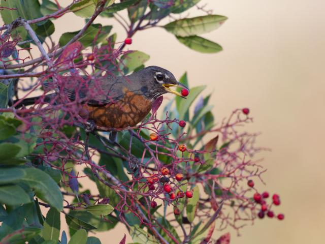 American robin eating berries, seed dispersal