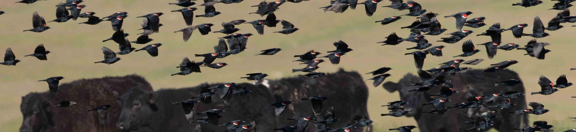 Tricolored Blackbirds and cattle